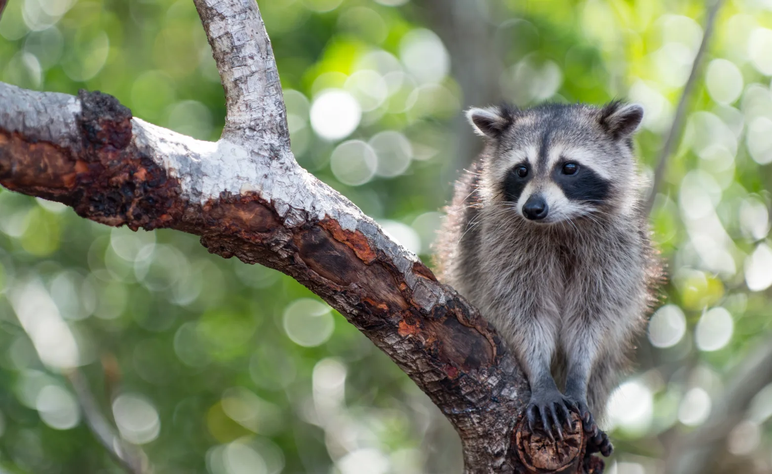 Raccoon standing on a tree branch looking at something.
