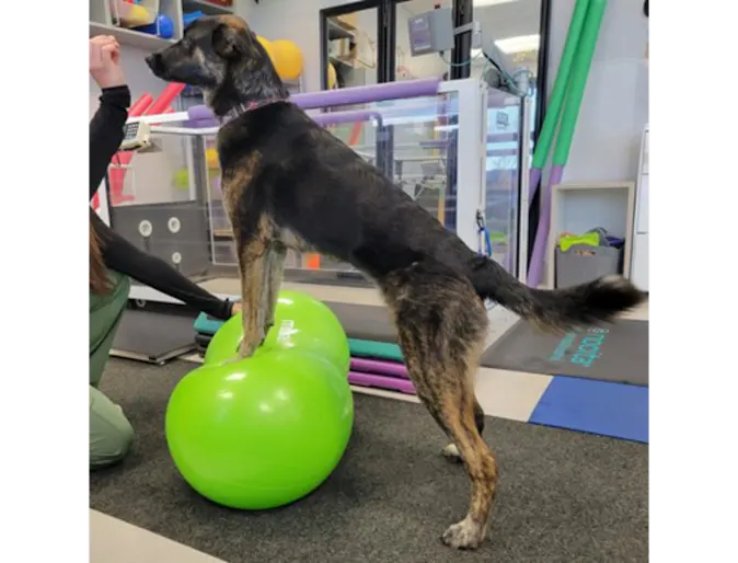 Dog Using Physical Therapy Balls Dog Using Physical Therapy Balls