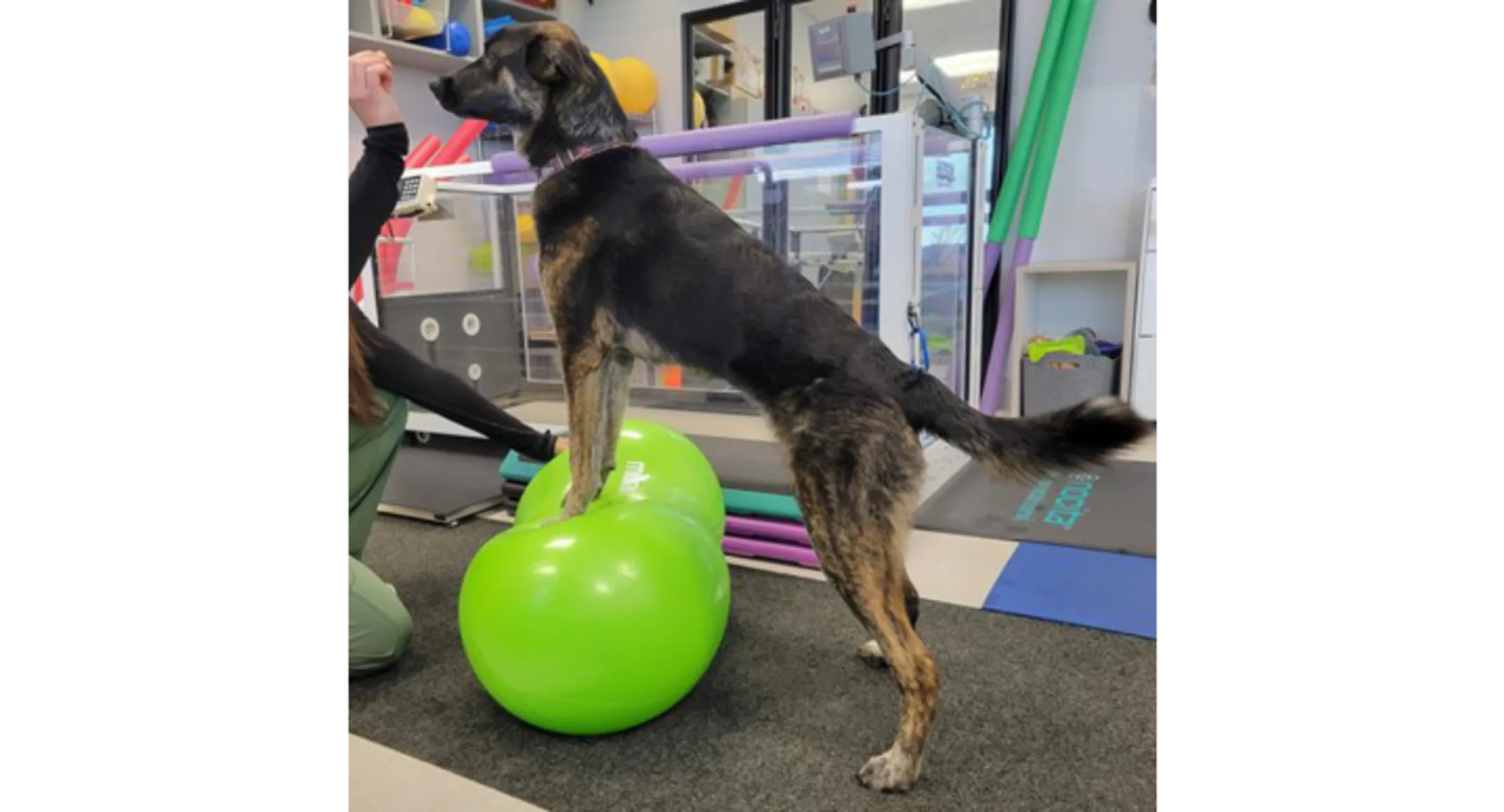Dog Using Physical Therapy Balls Dog Using Physical Therapy Balls