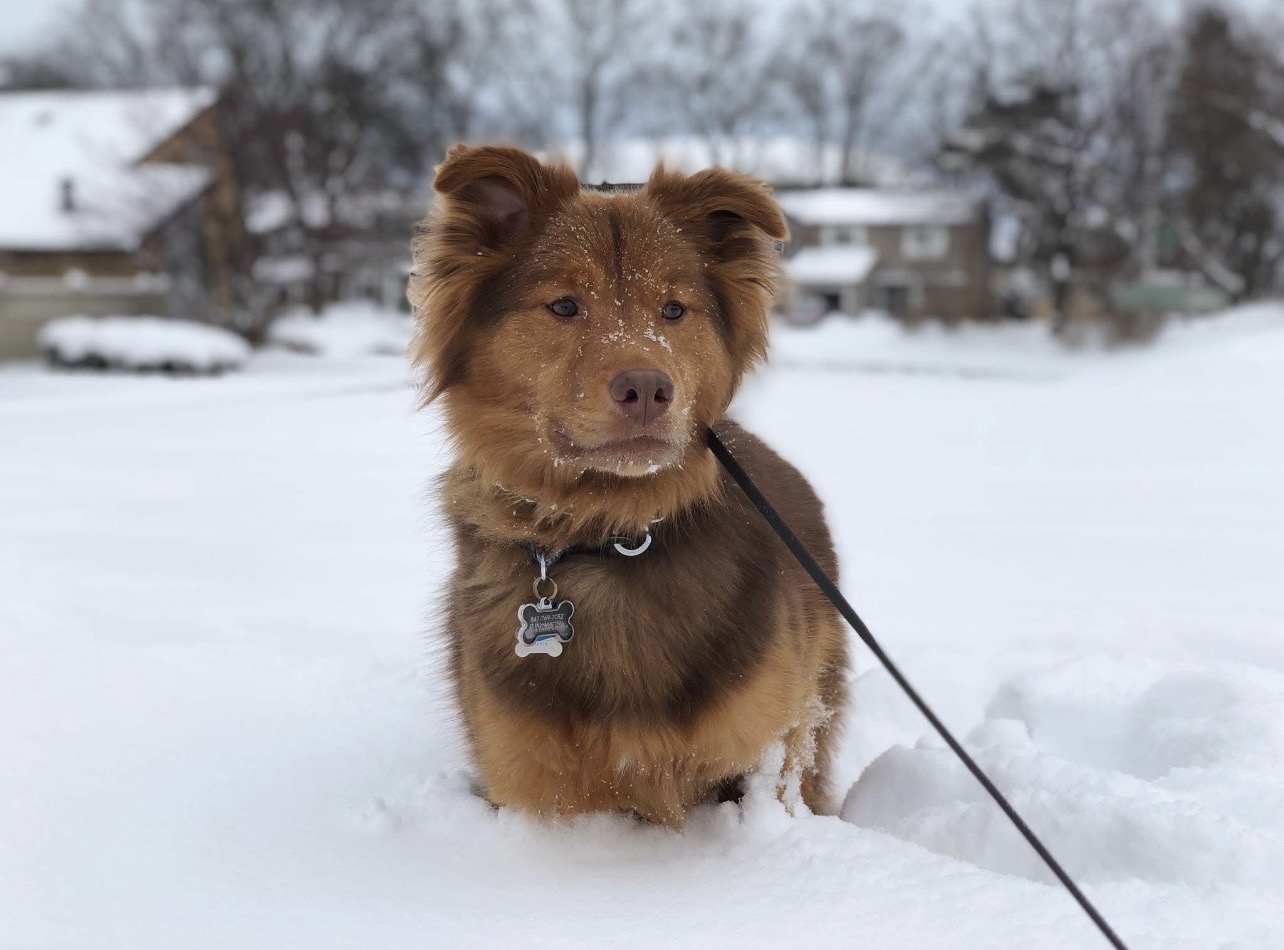 Finn
