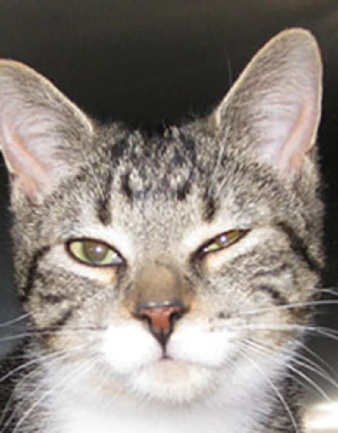 Close up shot of Lilo Close up shot of Lilo