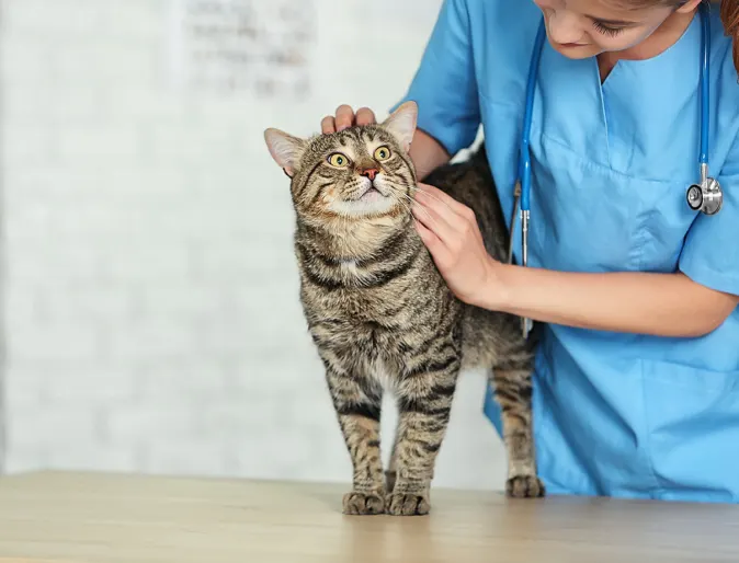 Female doctor holding cat on table