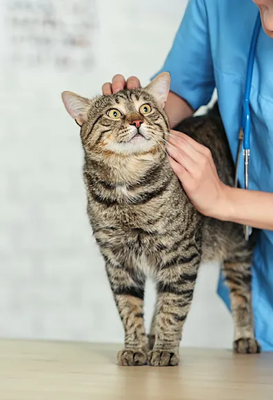 Cat and veterinarian Cat and veterinarian