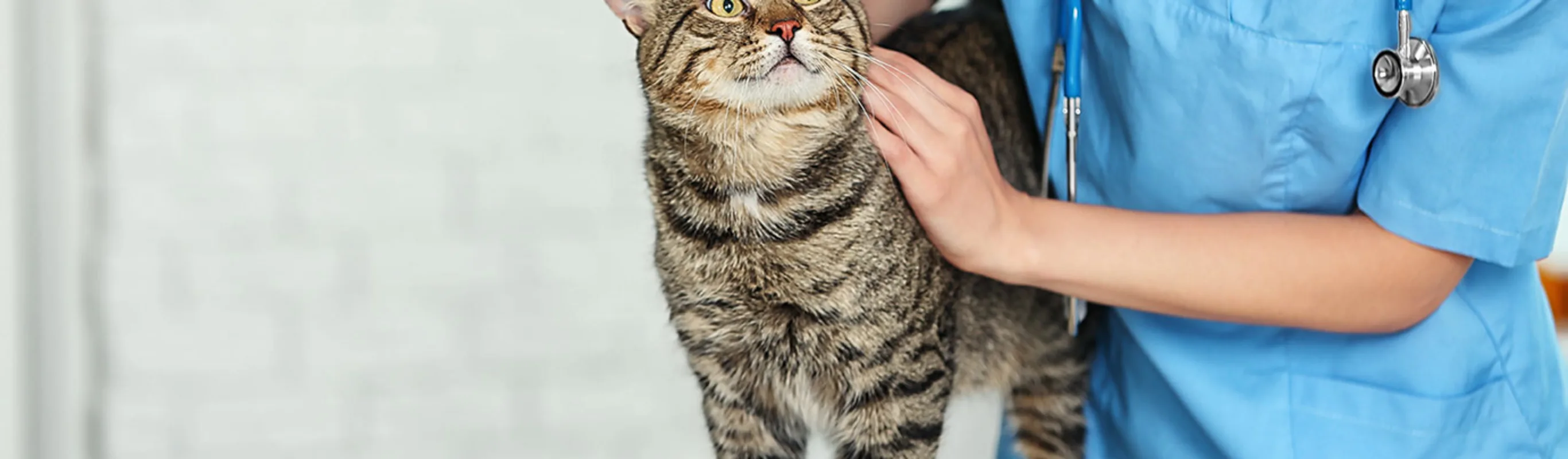 Cat and veterinarian