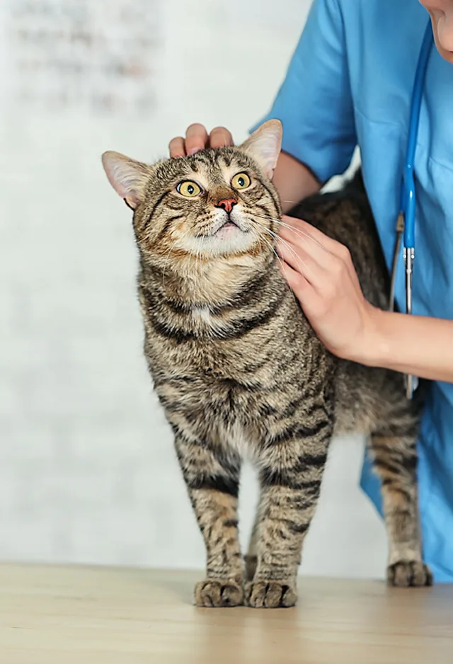 Cat and veterinarian