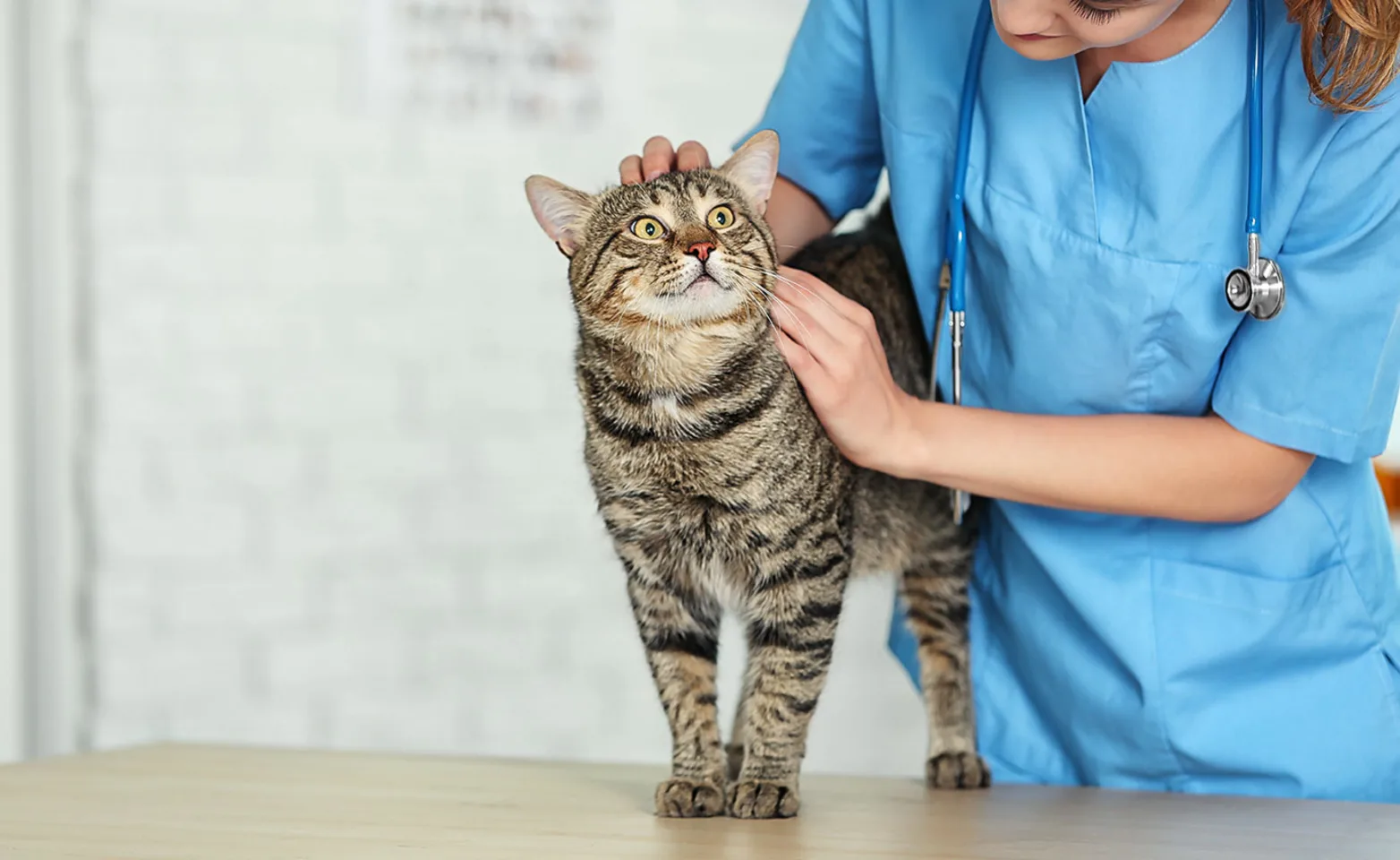 Cat and veterinarian Cat and veterinarian
