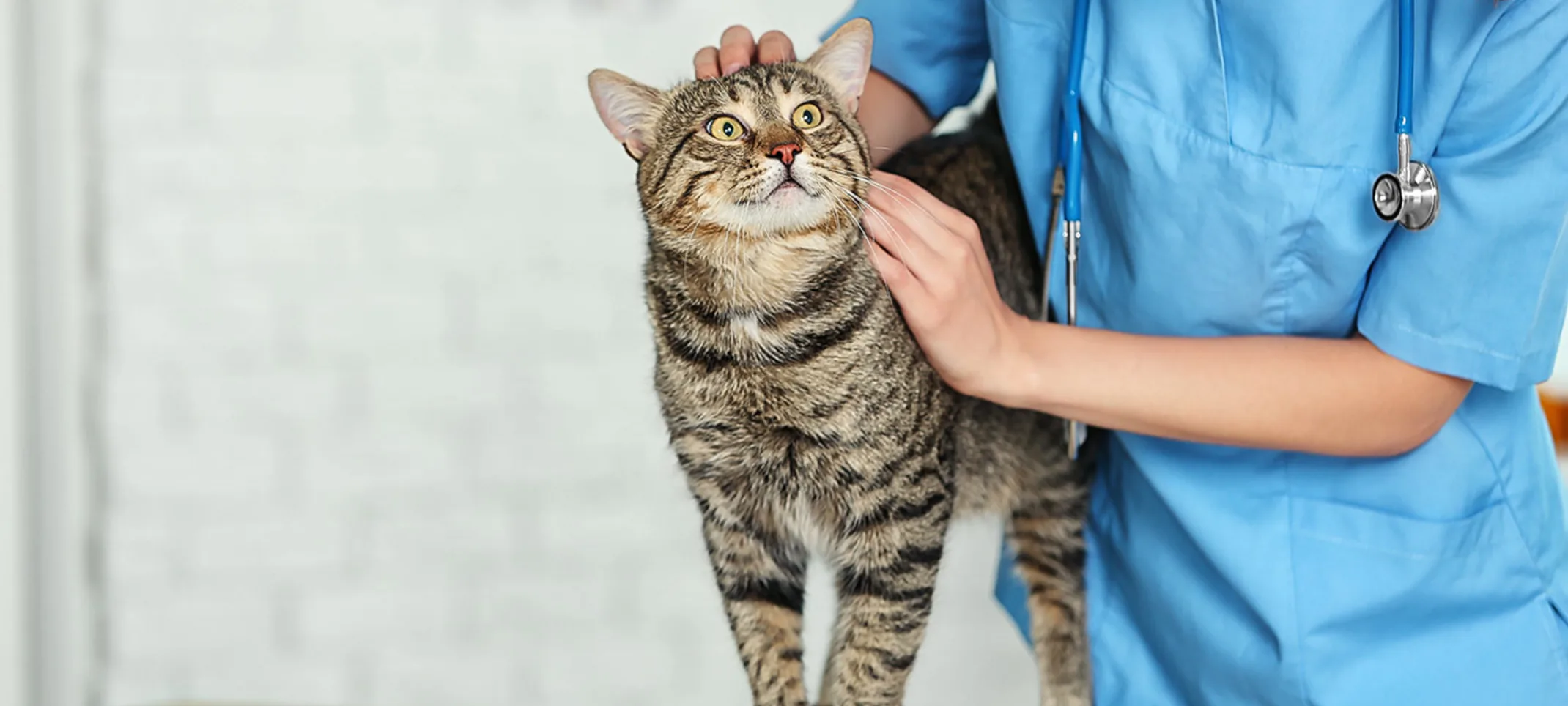 Female doctor holding cat on table Female doctor holding cat on table