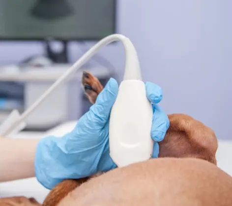 Small dog receiving an ultrasound exam from a veterinarian in clinic.