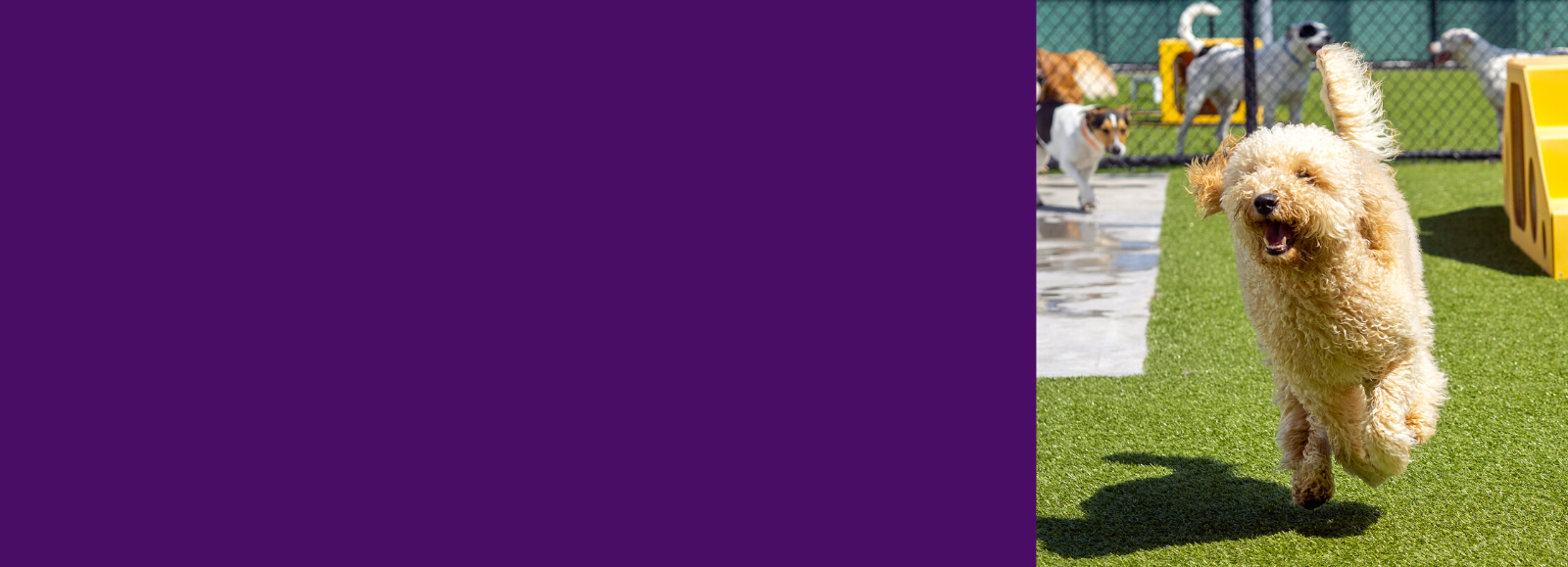 Homepage PetSuites Shawnee