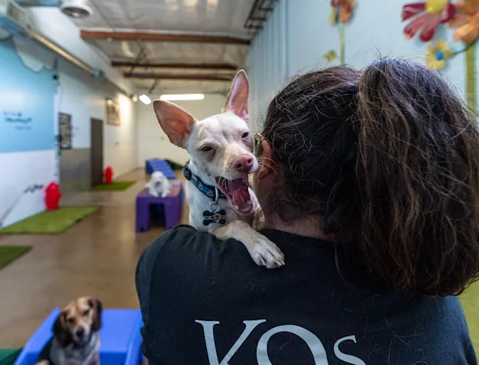 Staff inside holding little yawning dog