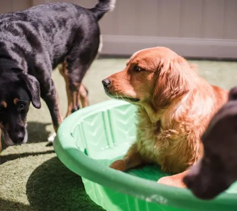 Daycare at Oswego Animal Hospital Daycare at Oswego Animal Hospital