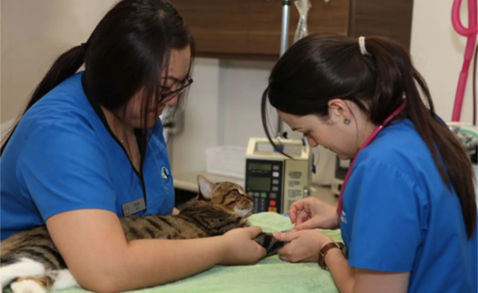 Two Staff Members Diagnosing a Brown Cat Two Staff Members Diagnosing a Brown Cat