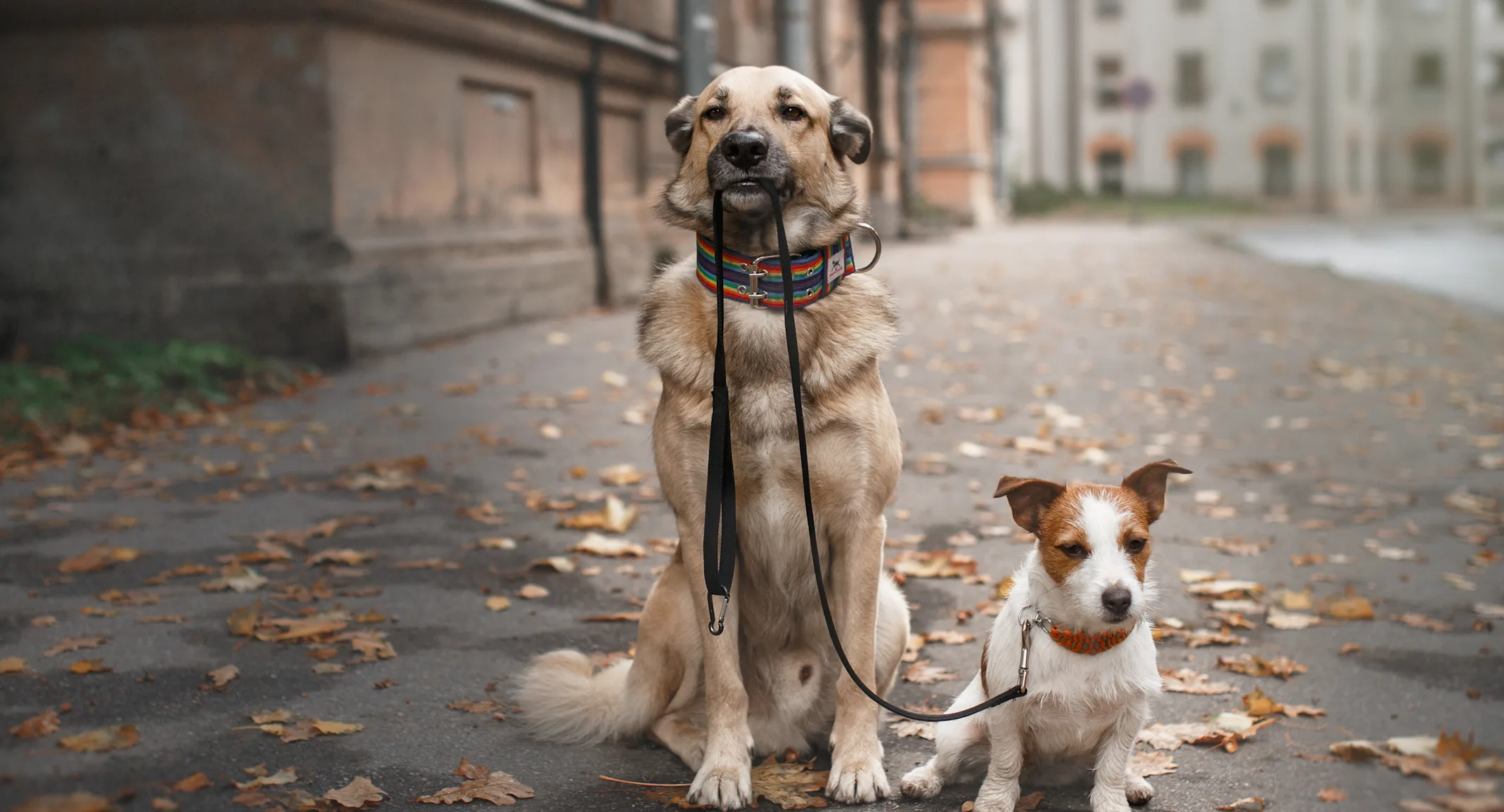two dogs sitting on sidewalk with leash two dogs sitting on sidewalk with leash