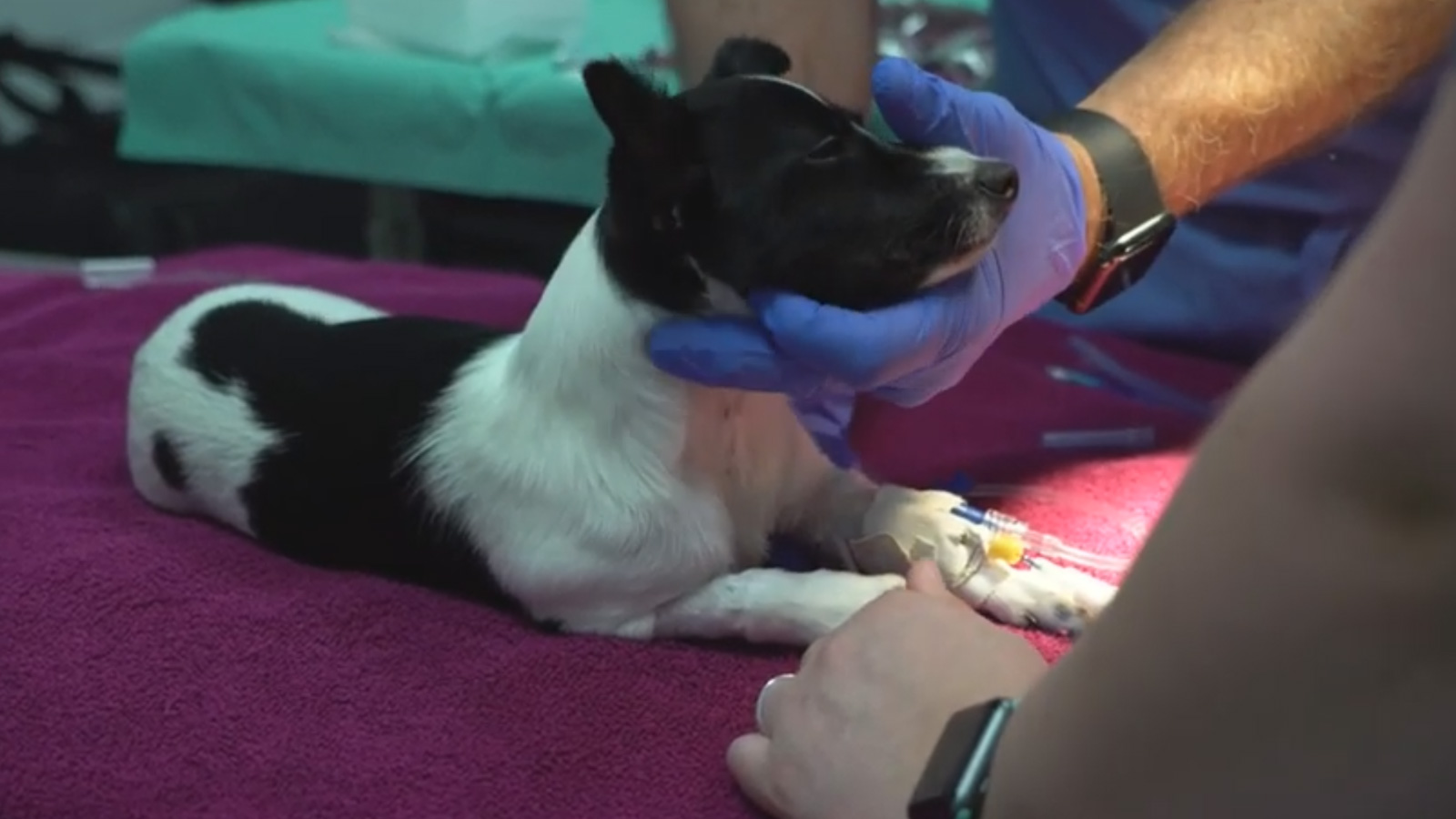 Video screenshot of a small black and white dog on an exam table being examined by veterinarians