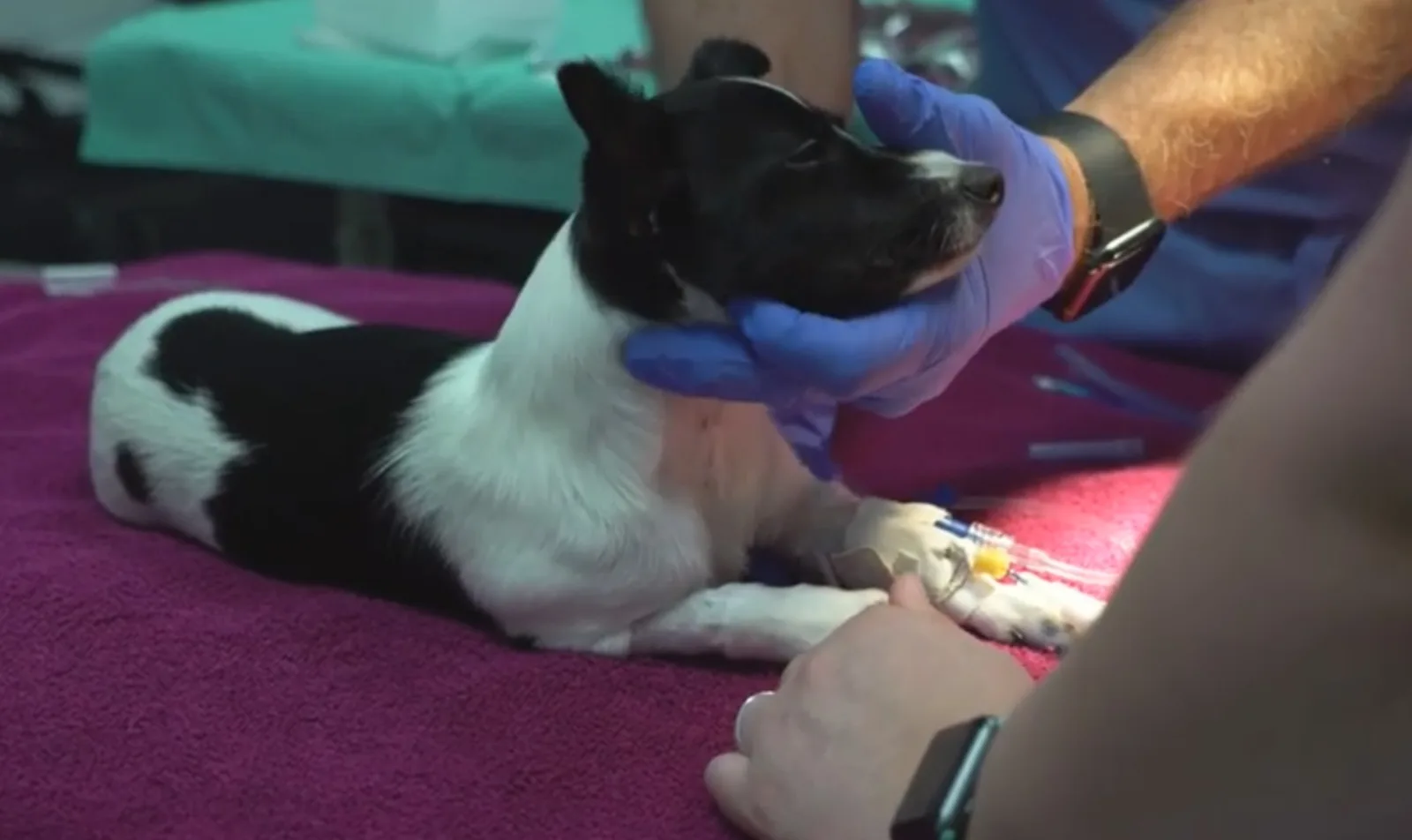 Video screenshot of a small black and white dog on an exam table being examined by veterinarians