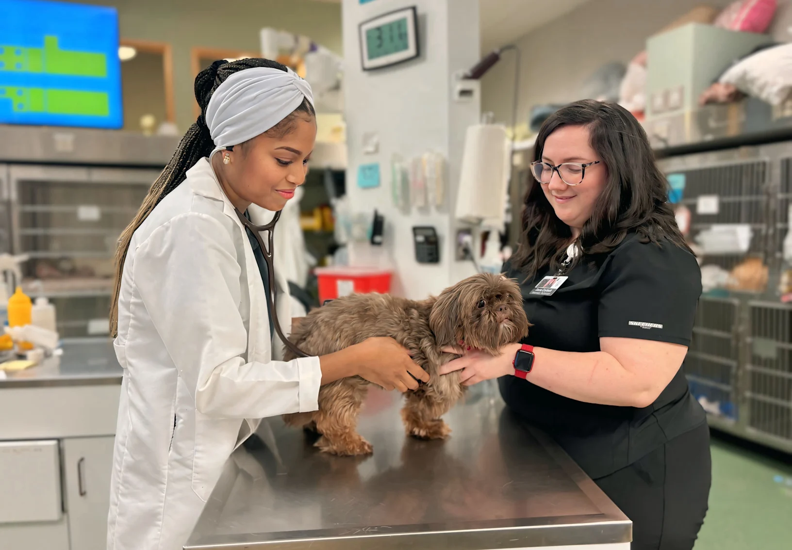 Pet being examined by veterinarian Pet being examined by veterinarian