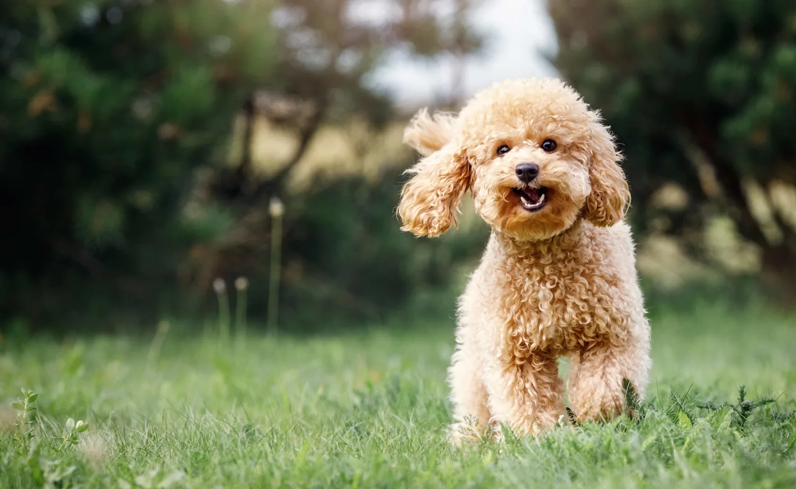 A golden doodle frolicking through a field outside. A golden doodle frolicking through a field outside.