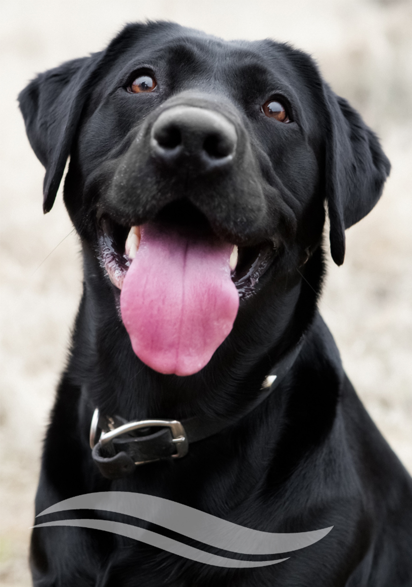 A black dog looking at the camera