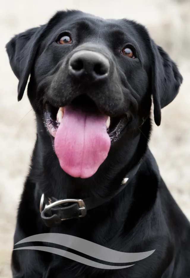 A black dog looking at the camera