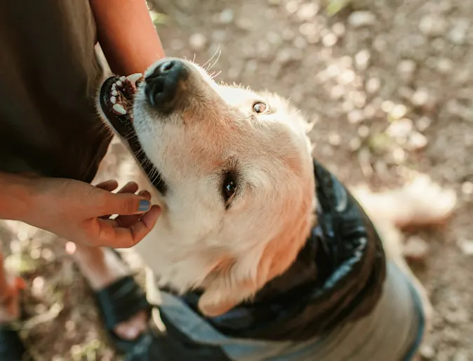 Golden Retriever Looking Up at Owner Golden Retriever Looking Up at Owner