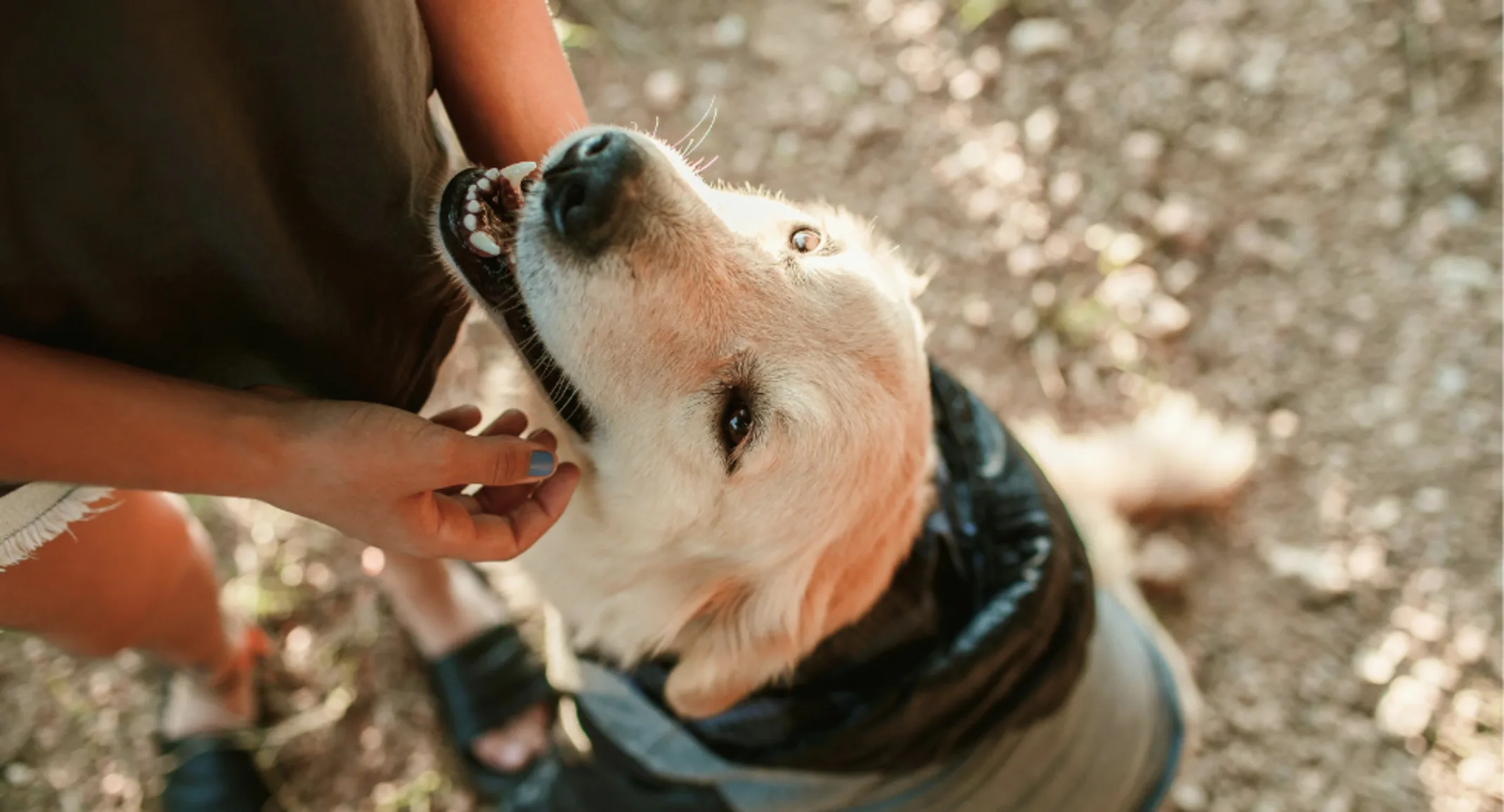 Golden Retriever Looking Up at Owner Golden Retriever Looking Up at Owner