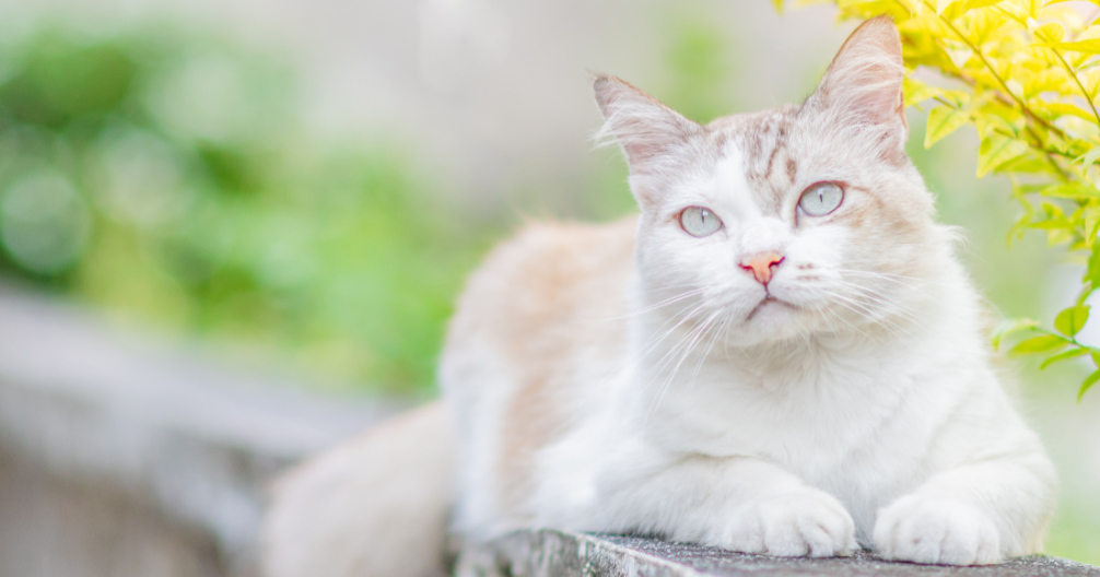 Our Animal Hospital Tahoma Veterinary Hospital