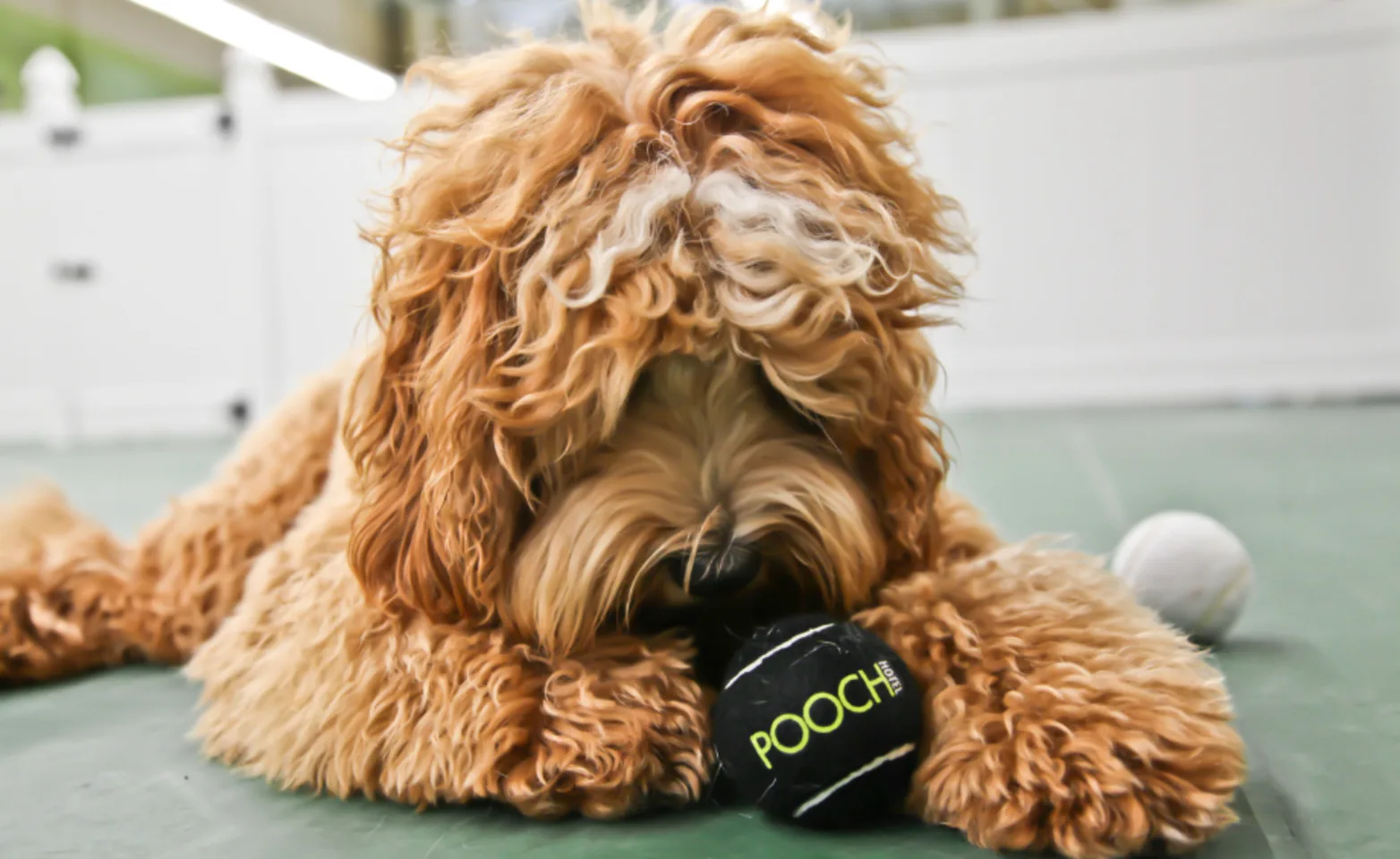 Golden Doodle (Dog) Playing with a Black Tennis Ball at Pooch Hotel Golden Doodle (Dog) Playing with a Black Tennis Ball at Pooch Hotel