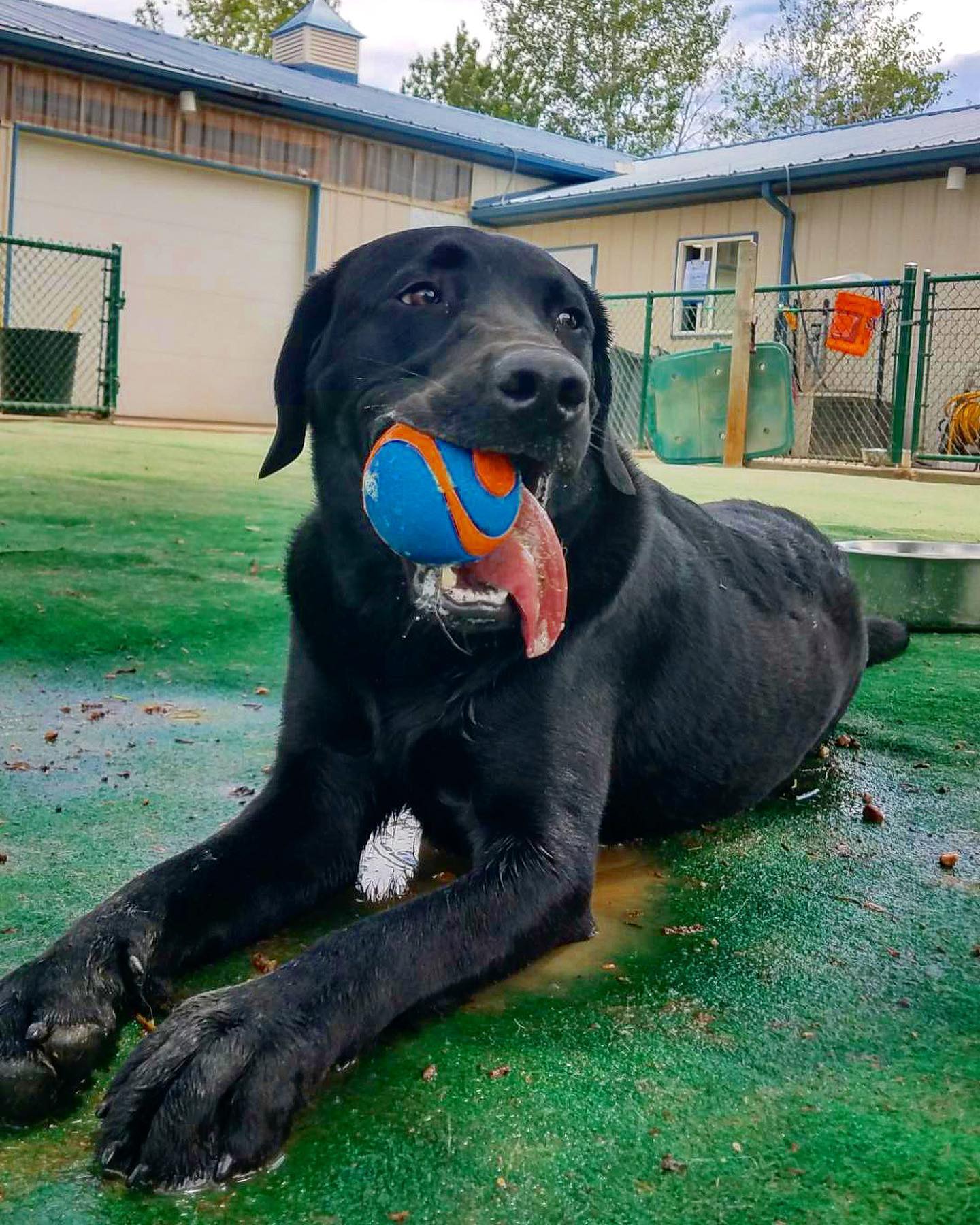 Black lab with ball