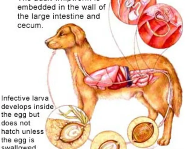 Dog with Whipworms (Trichuriasis) Dog with Whipworms (Trichuriasis)
