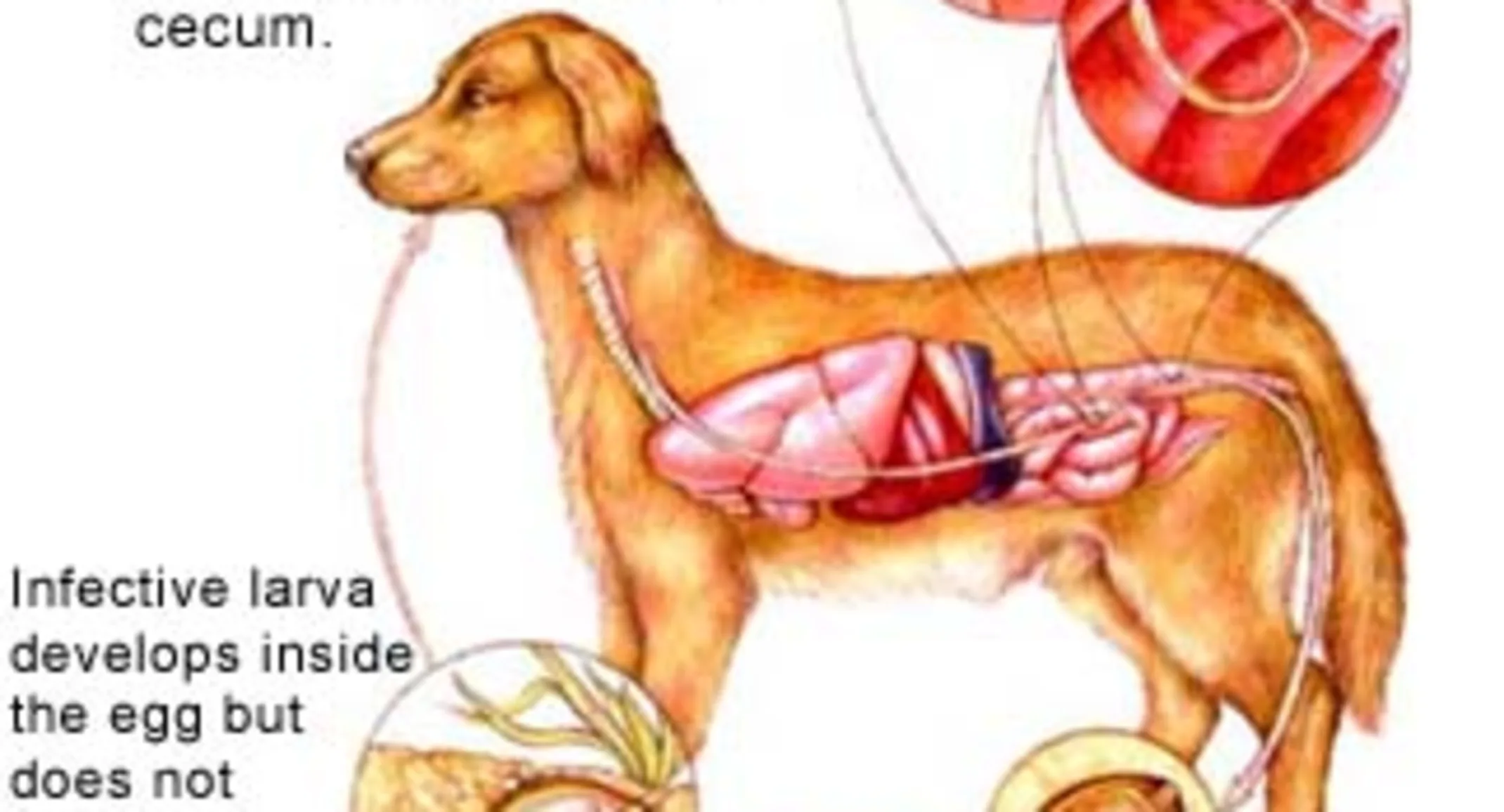 Dog with Whipworms (Trichuriasis) Dog with Whipworms (Trichuriasis)