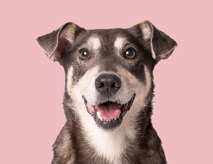 dog smiling with light pink background