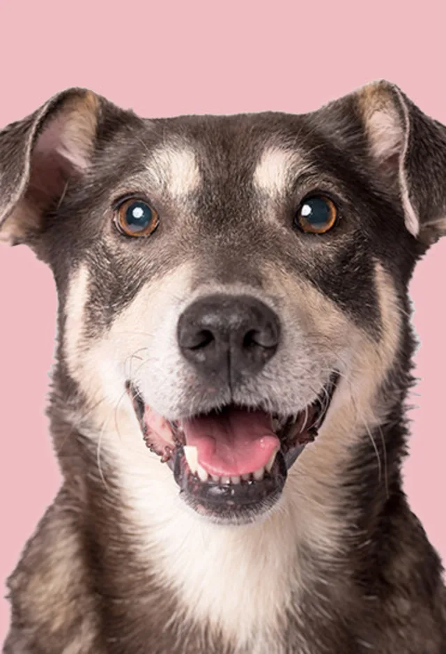 dog smiling with light pink background dog smiling with light pink background