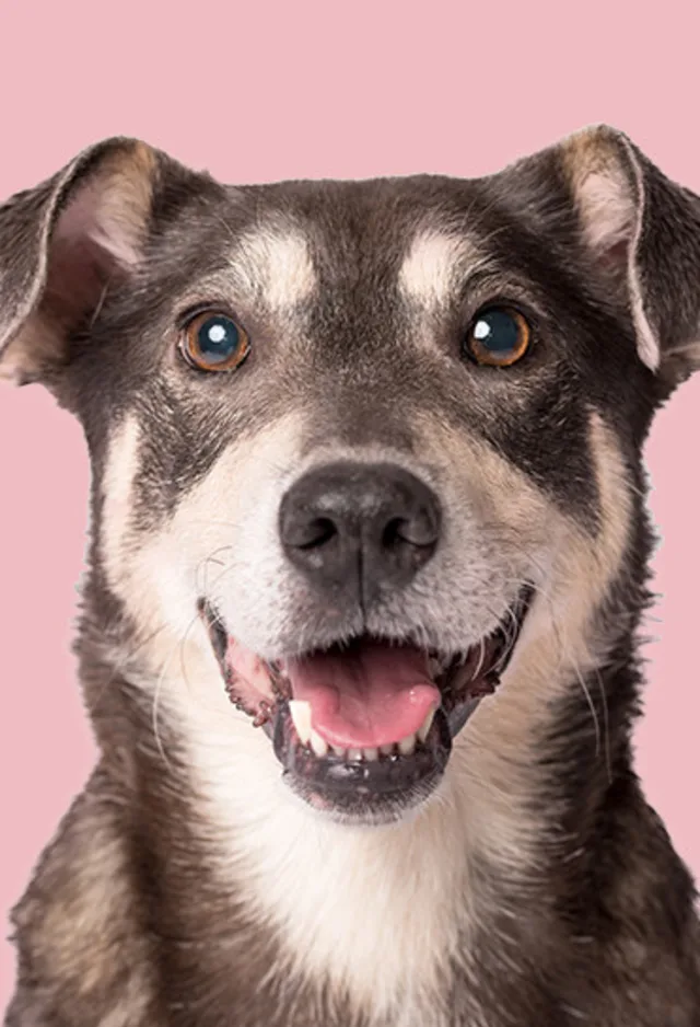 dog smiling with light pink background
