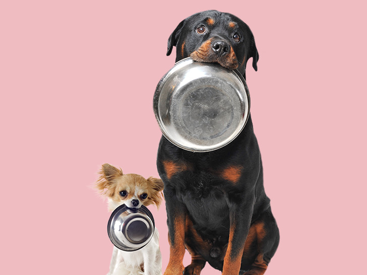dogs with bowls in their mouths on light pink back ground