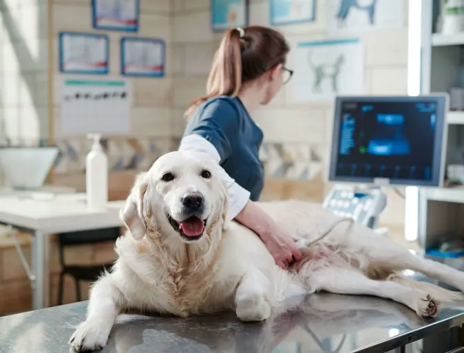 dog laying on ultrasound table