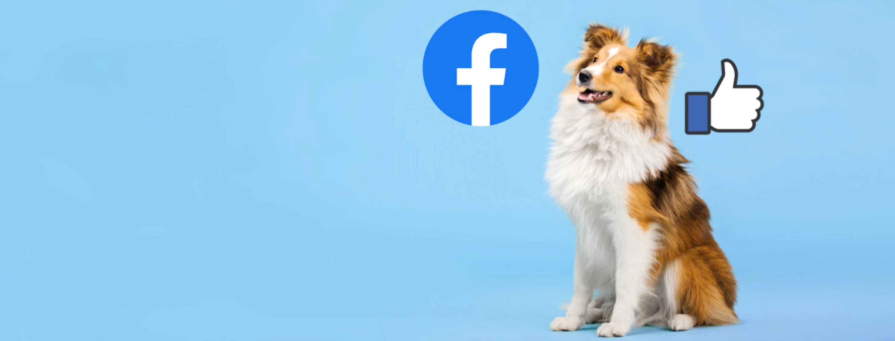 Shetland Sheepdog Light Blue Studio BG - with Facebook Icons