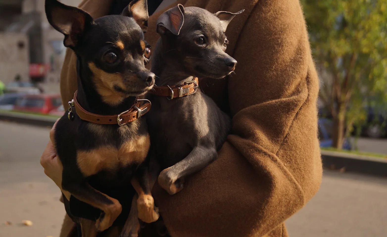 2 small dogs being held by owner 2 small dogs being held by owner