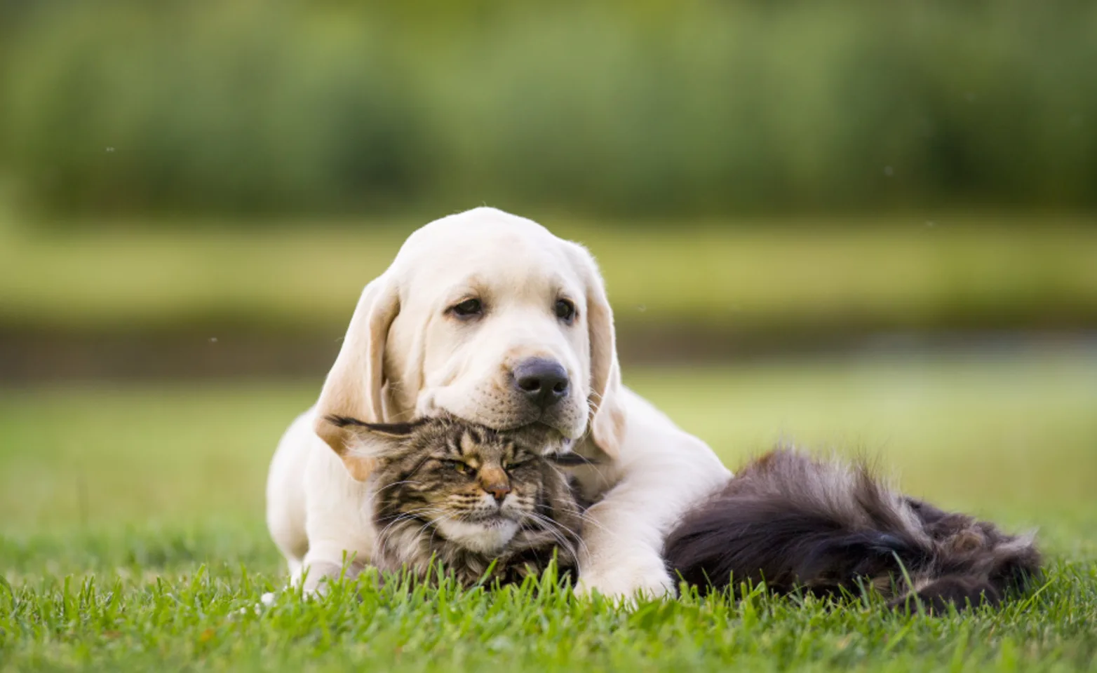 Labrador retriever puppy and cat cuddling on grass lawn