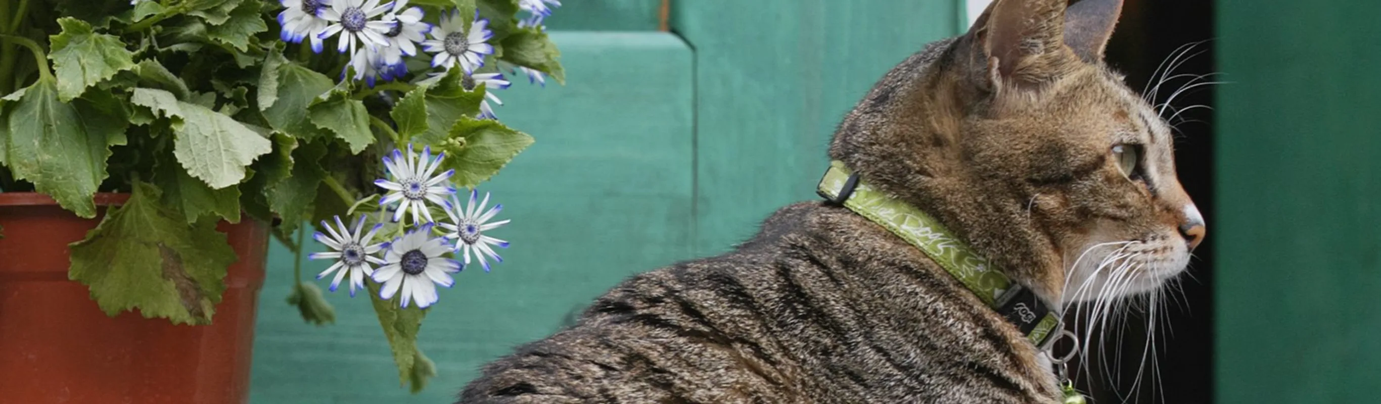 Cat sitting on the curb