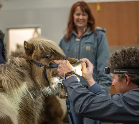 vet examining horse's teeth vet examining horse's teeth