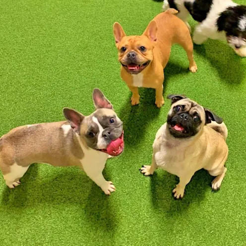 Dogs looking up Dogs looking up