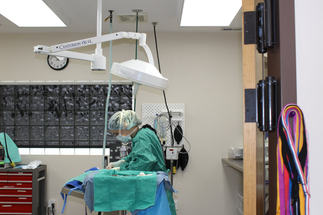 Doctor performing surgery