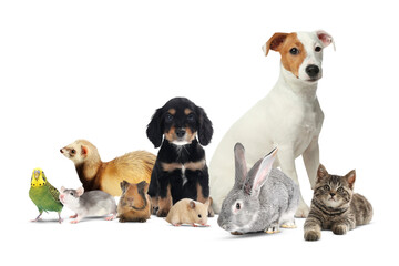 Pets We Serve at Hanover Park Animal Care Center