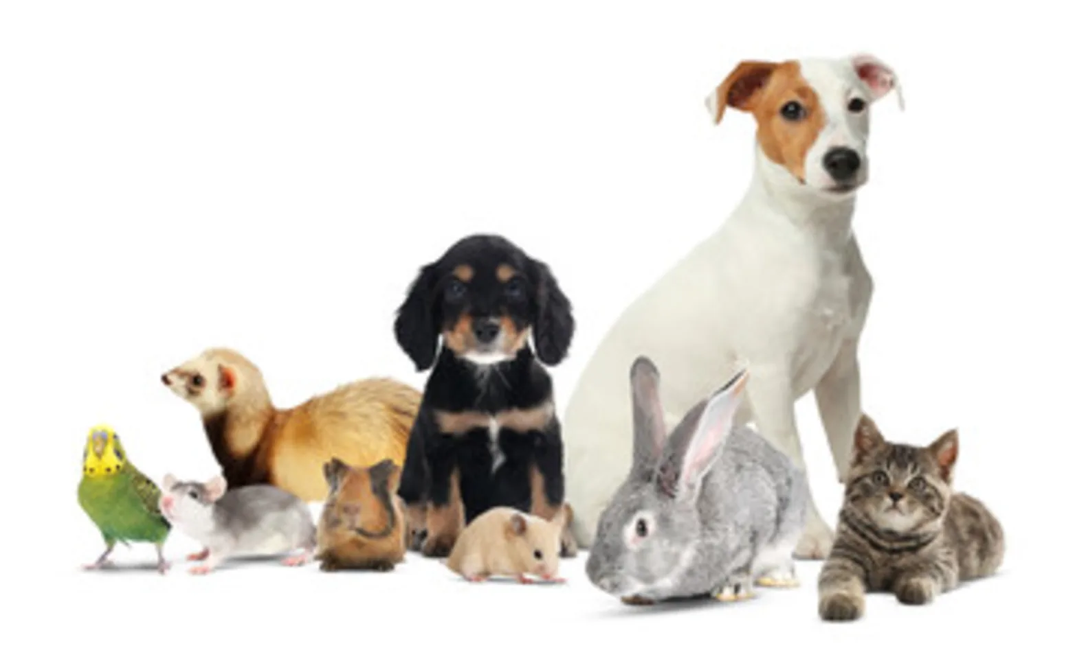 Pets We Serve at Hanover Park Animal Care Center Pets We Serve at Hanover Park Animal Care Center