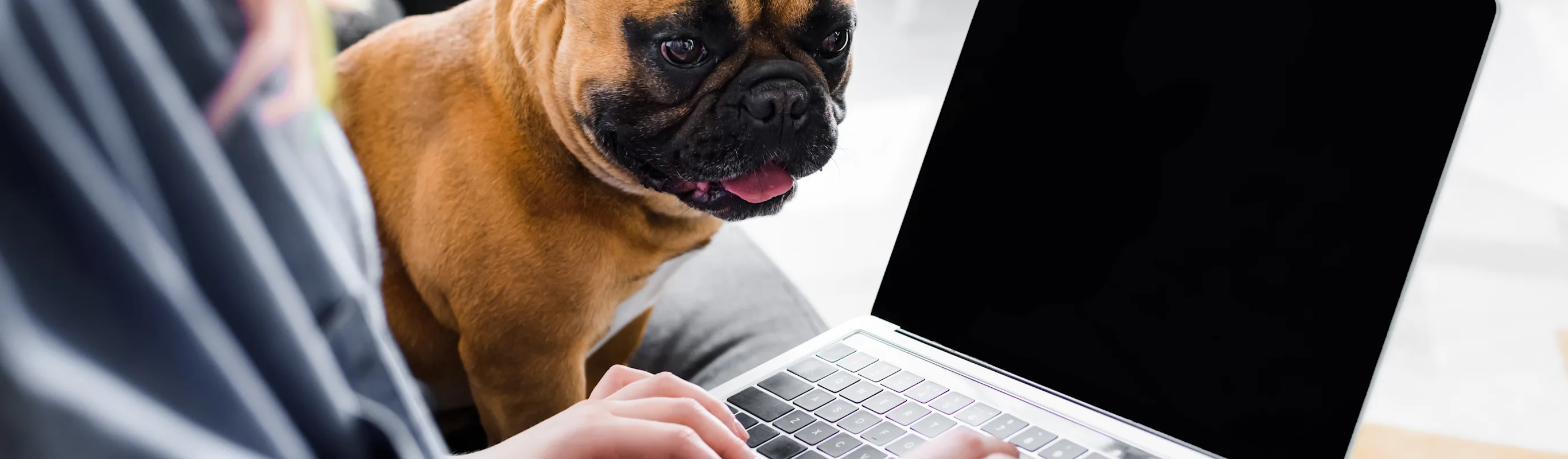 dog looking at human on laptop dog looking at human on laptop