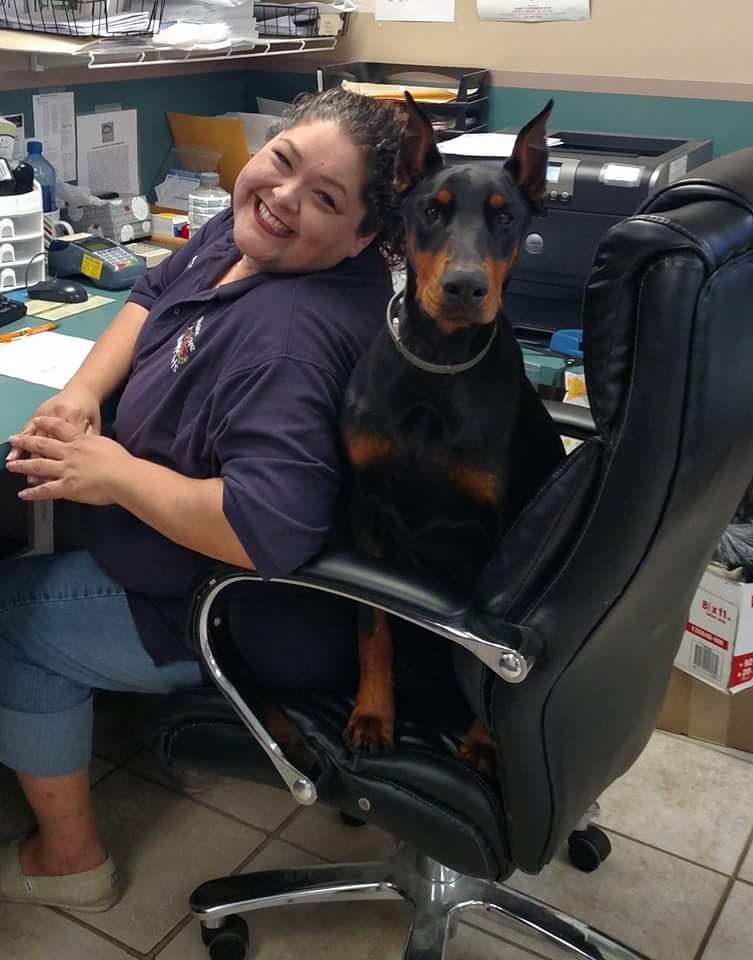 Dog in chair with staff member