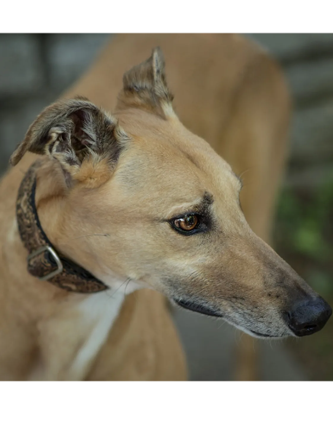 Dylan Moore Dylan Moore