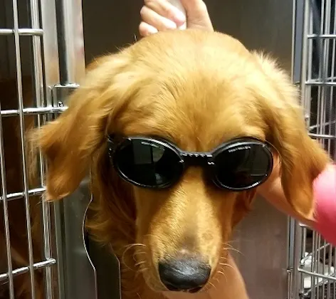 dog wearing goggles receiving laser therapy