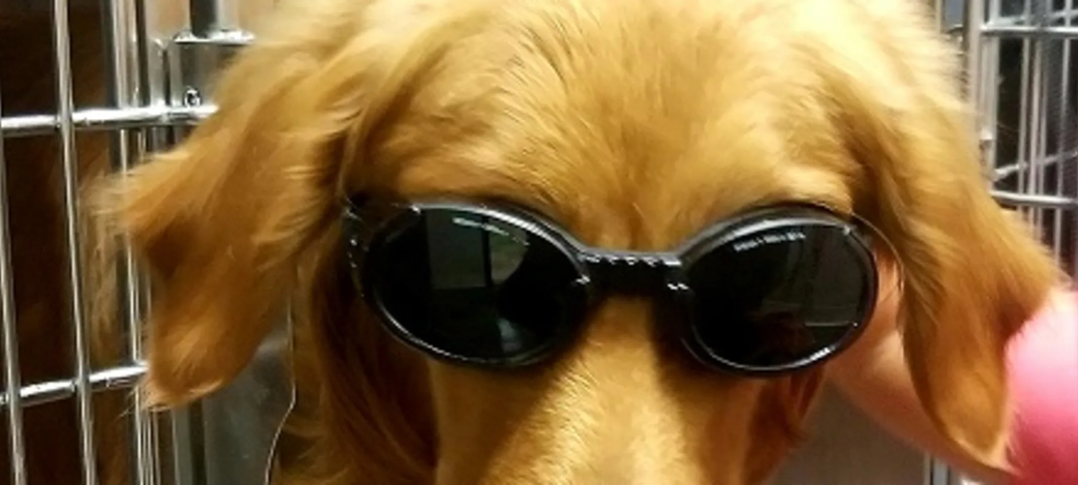 dog wearing goggles receiving laser therapy