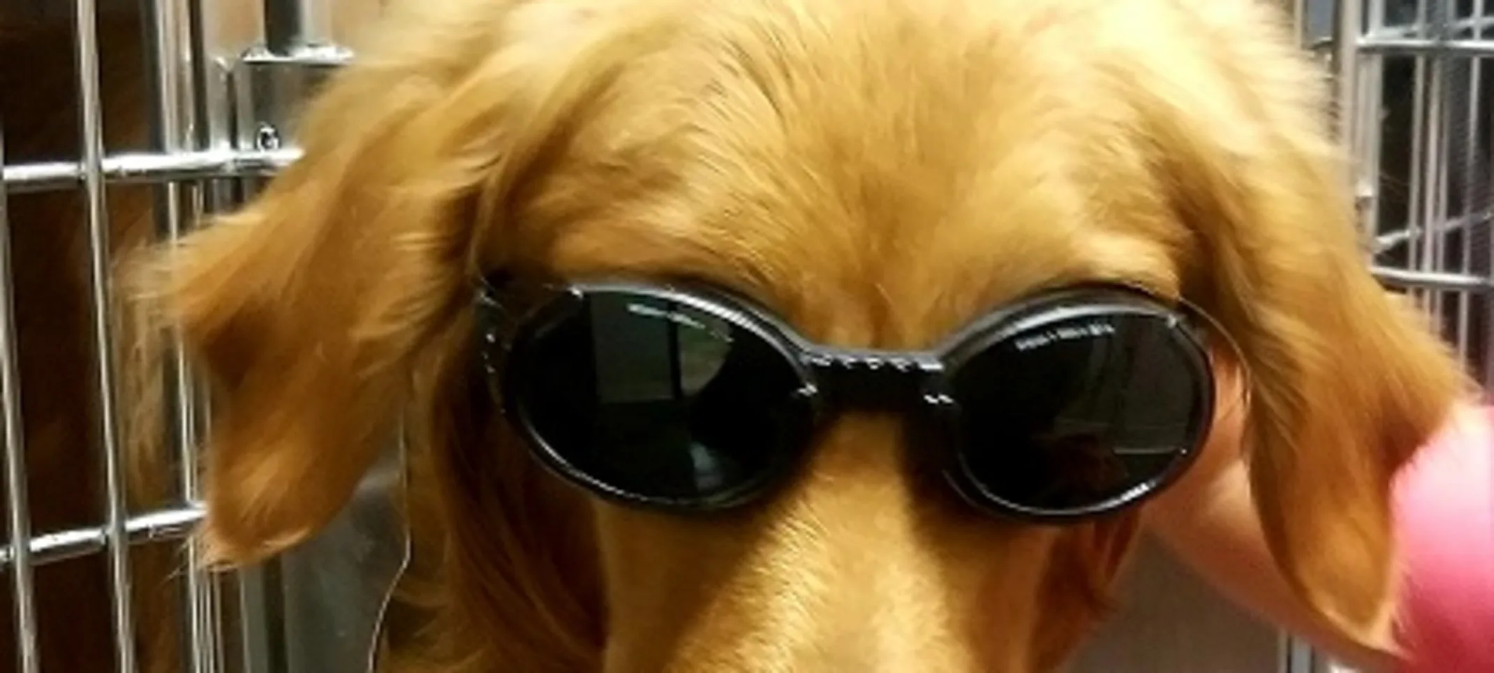 dog wearing goggles receiving laser therapy